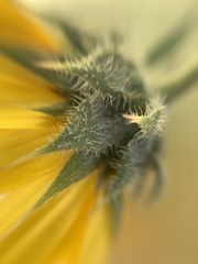 Helianthus annuus