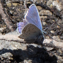 Plebejus fridayi