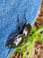 Pasimachus elongatus