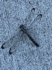 Libellula