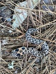 Heterodon platirhinos