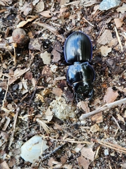 Pasimachus elongatus