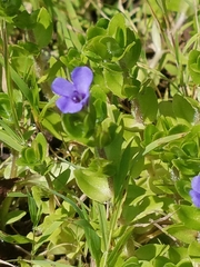 Bacopa caroliniana