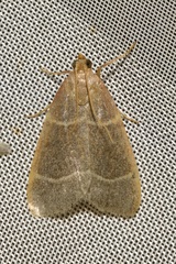 Hypsopygia glaucinalis