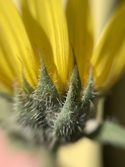 Helianthus annuus