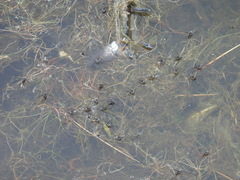 Trepobates subnitidus