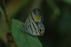 Cissia labe