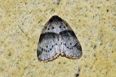 Stictane rectilinea