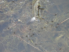 Trepobates subnitidus