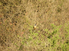 Saltator aurantiirostris