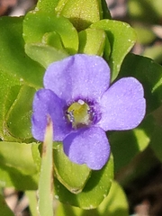 Bacopa caroliniana
