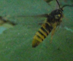 Pennisetia marginatum