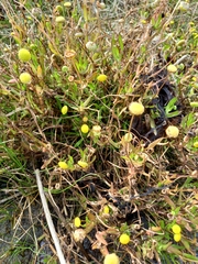 Cotula coronopifolia