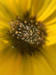 Helianthus annuus