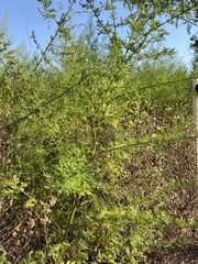 Artemisia annua