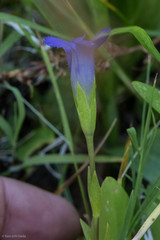 Gentianopsis simplex