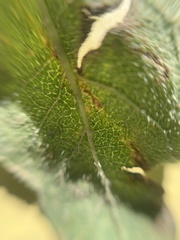 Helianthus annuus