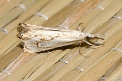 Catoptria falsella