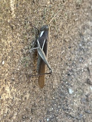 Schistocerca flavofasciata