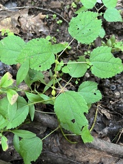 Neolasioptera boehmeriae