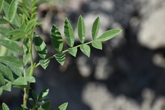 Glycyrrhiza
