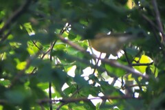 Leiothlypis peregrina