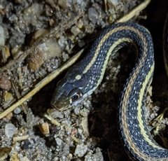 Thamnophis