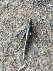 Schistocerca flavofasciata