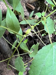 Neolasioptera boehmeriae