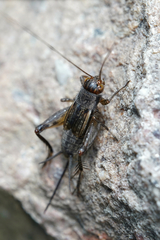 Allonemobius fasciatus