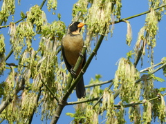 Saltator aurantiirostris
