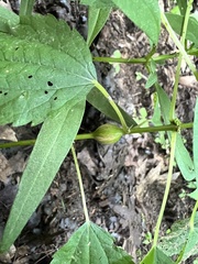 Neolasioptera boehmeriae