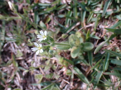 Cerastium glomeratum