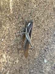 Schistocerca flavofasciata