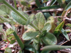 Cerastium glomeratum