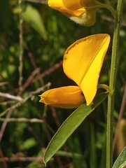 Crotalaria juncea