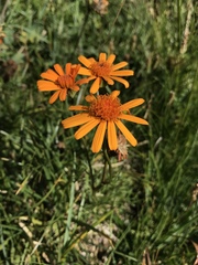 Jacobaea abrotanifolia