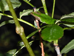 Chrysoperla