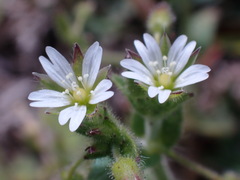 Cerastium glomeratum