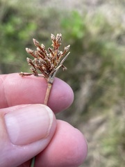 Fimbristylis