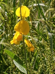 Crotalaria juncea
