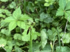 Holcocephala
