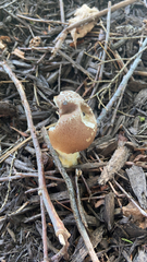 Stropharia rugosoannulata