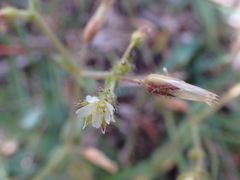 Cerastium glomeratum