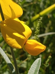 Crotalaria juncea