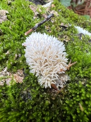 Radulomyces copelandii
