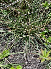 Fimbristylis