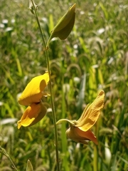 Crotalaria juncea