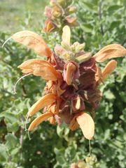 Salvia aurea