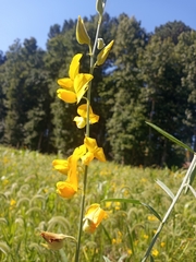 Crotalaria juncea